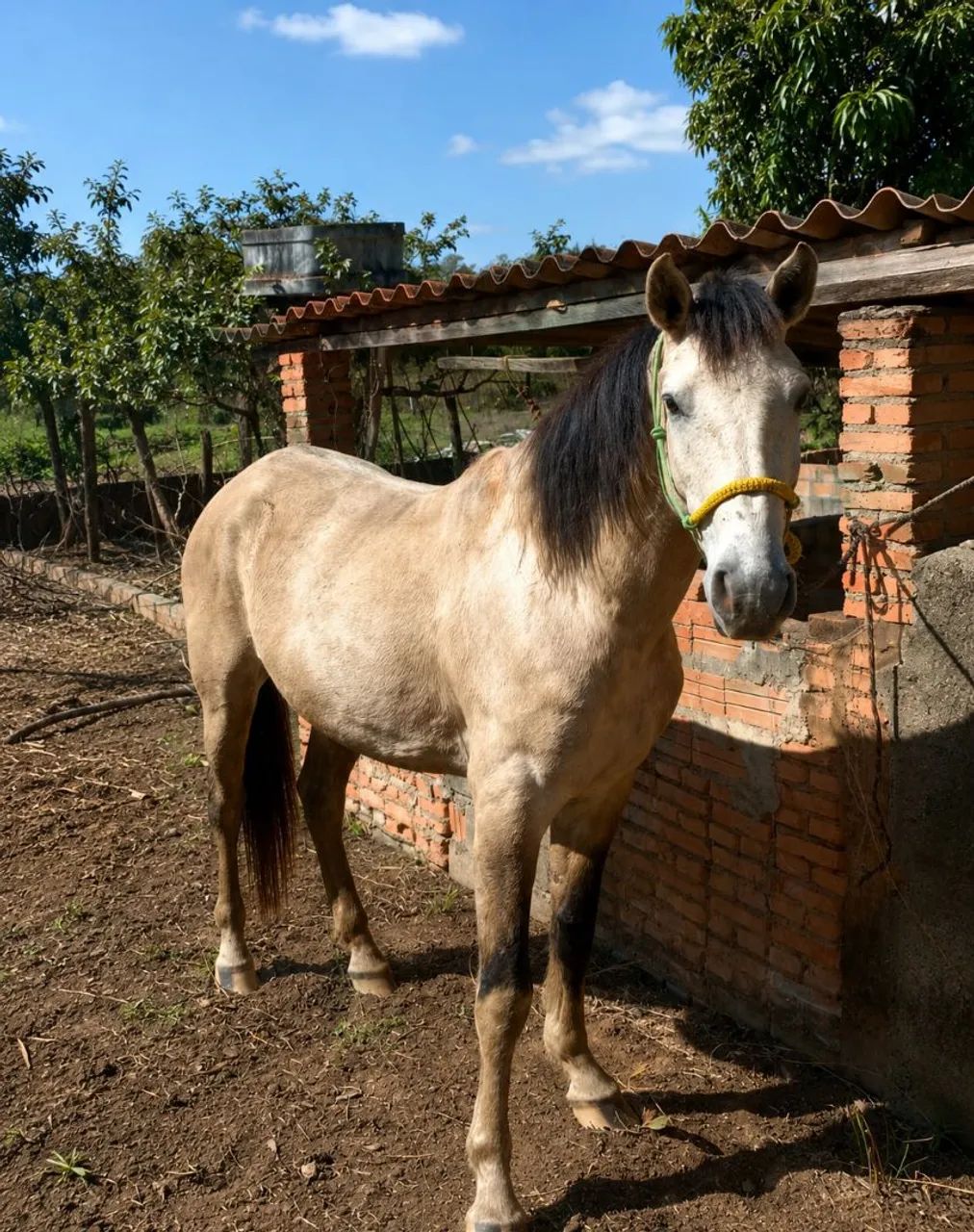 Cavalo - Foto 2