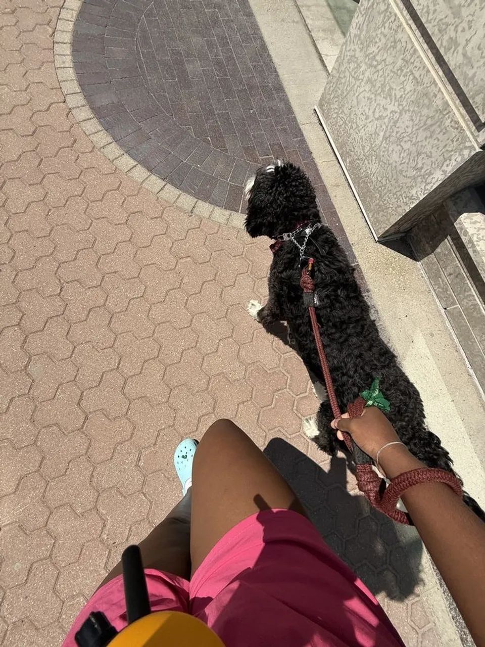 Pet Sitter, Passeadora de pet 