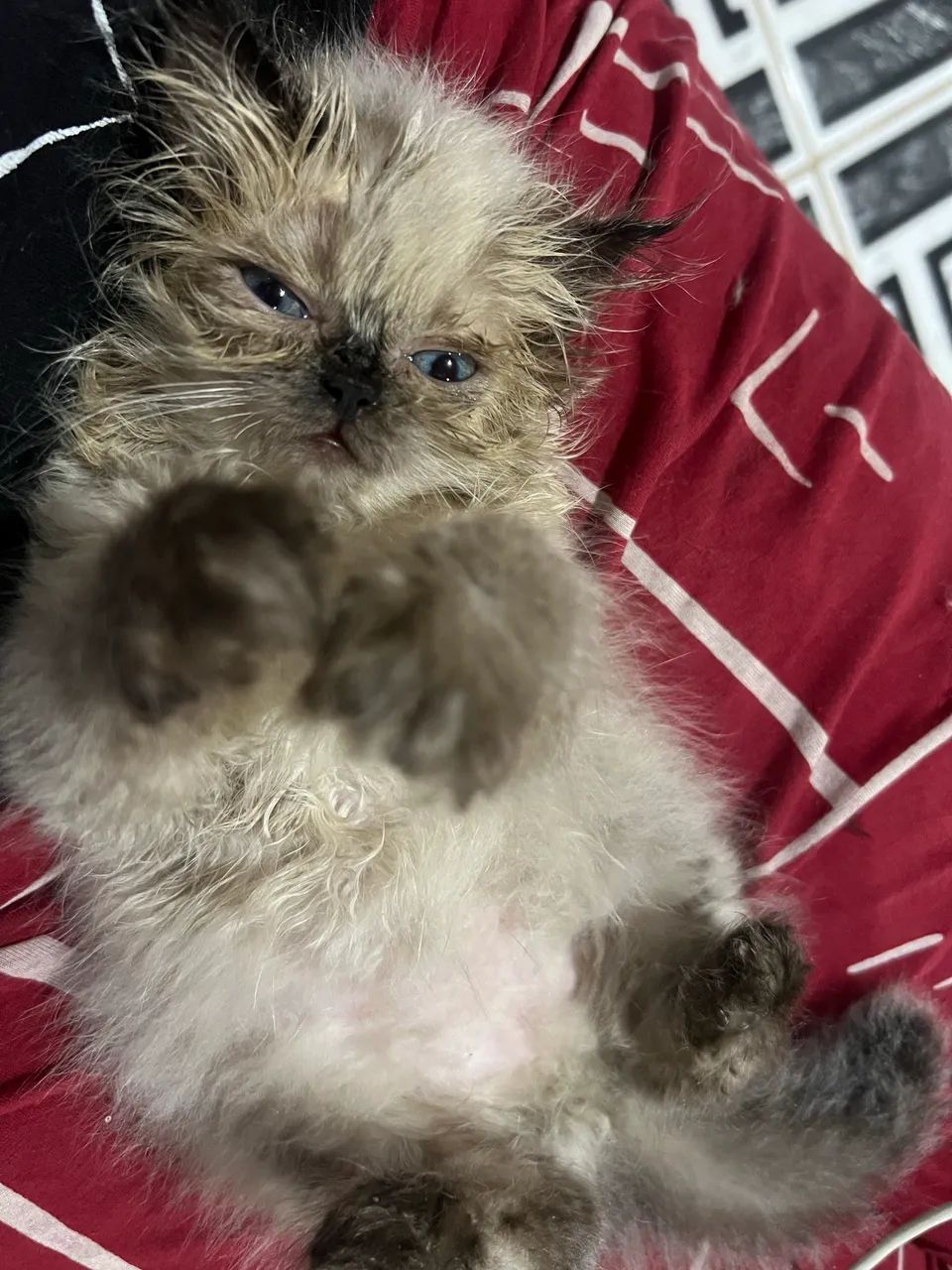 Fêmea persa  60 dias  - Foto 2