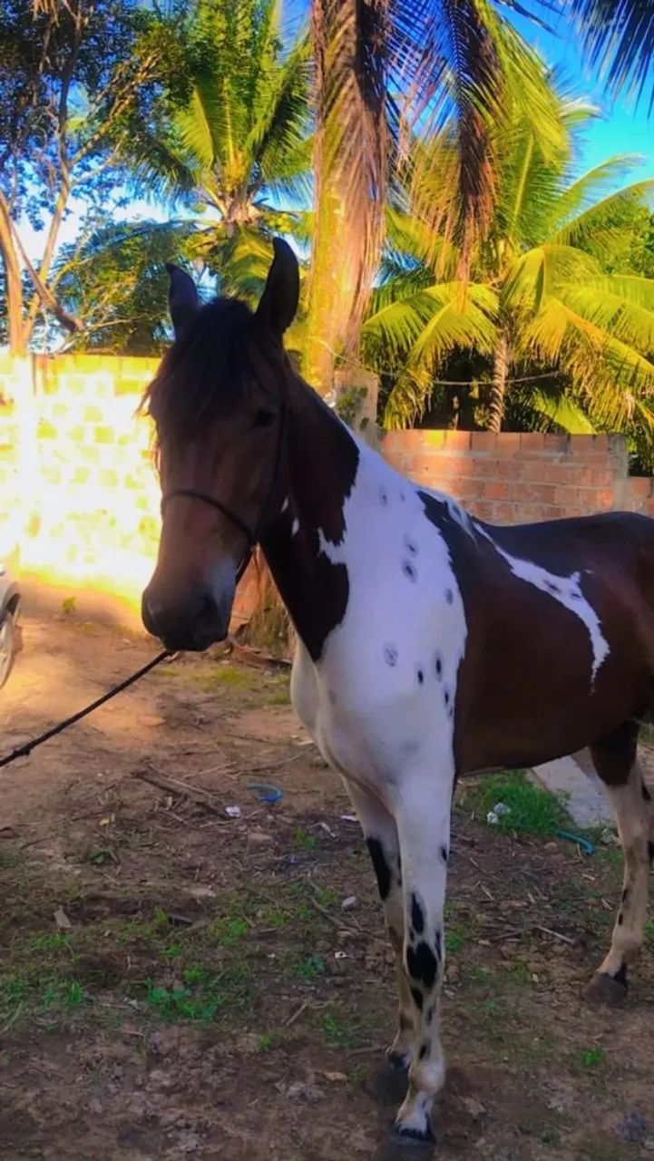 Cavalo Mangalarga Machador 