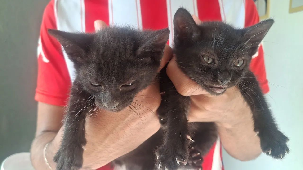 gatinhas para doação na zona norte - Foto 2