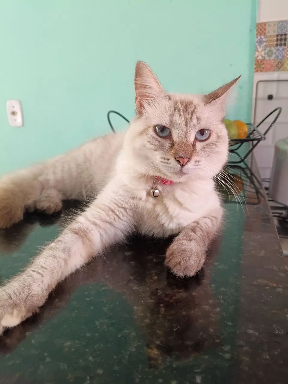 Gata doação  - Foto 3