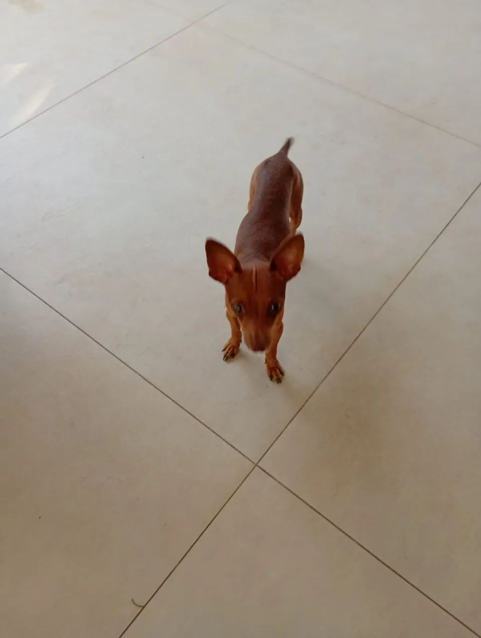 Pinscher macho nº 1 - Foto 2