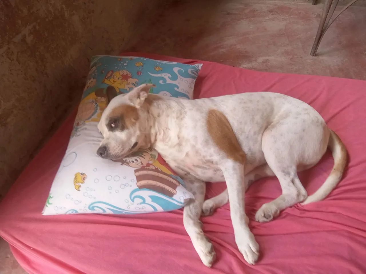 Doação Pitbull - Foto 2