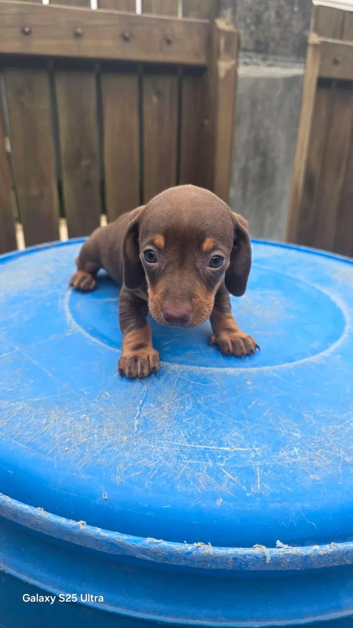 Filhotes dachshund (linguicinha) - Chocolate  - Foto 5