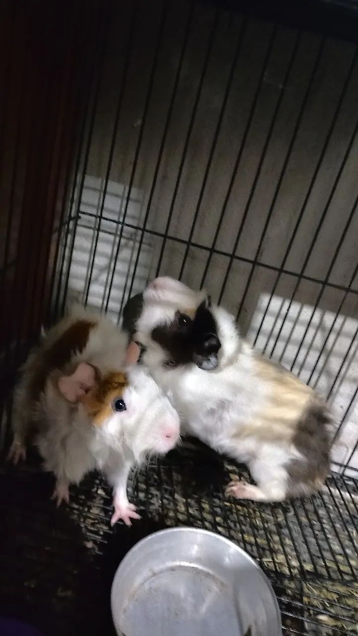 Casal de porquinho da índia 