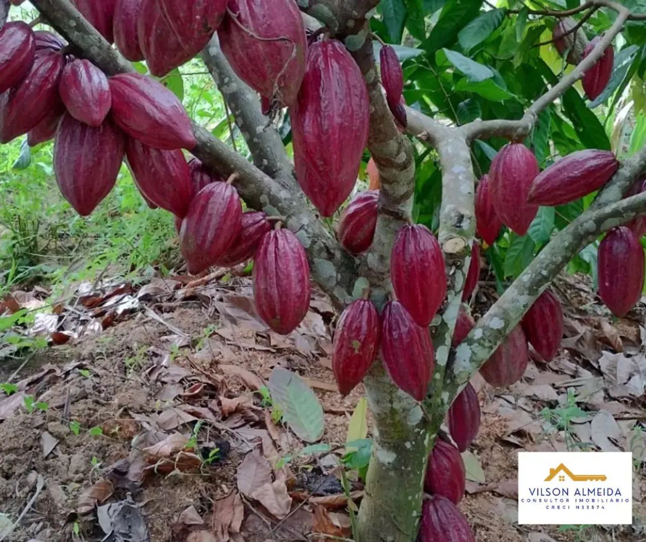 Áreas à venda, SERRA GRANDE, Uruçuca, BA - Foto 4