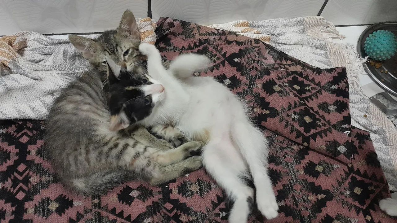 Gatinha filhote - Foto 2