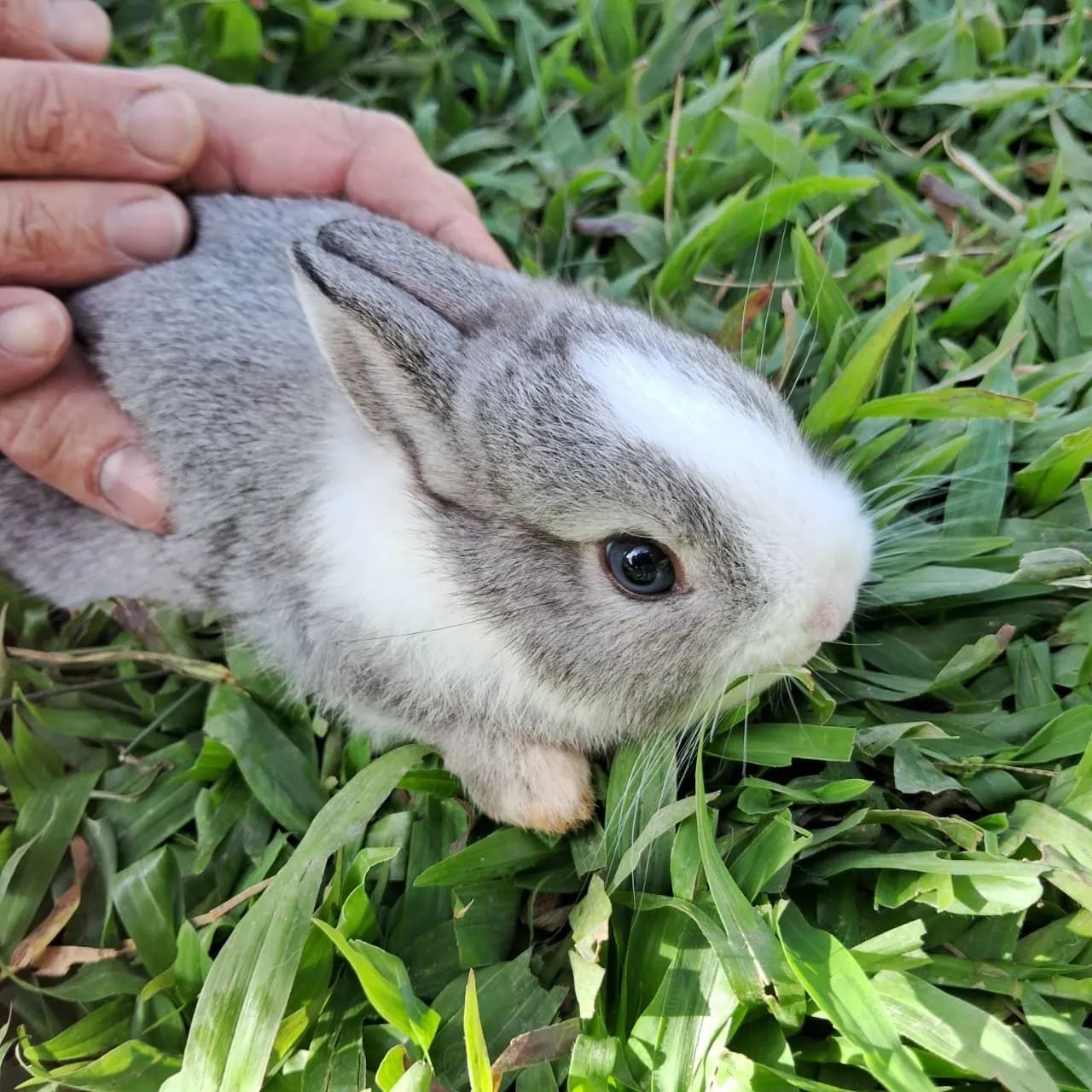 Mini coelhos netherlander - Foto 4