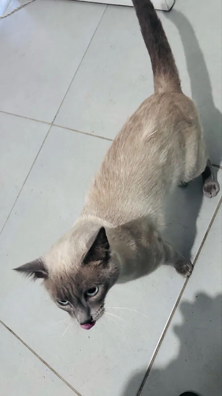 Doação gato - Foto 4