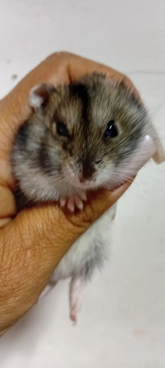 HAMSTER ANÃO RUSSO FILHOTES  - Foto 5