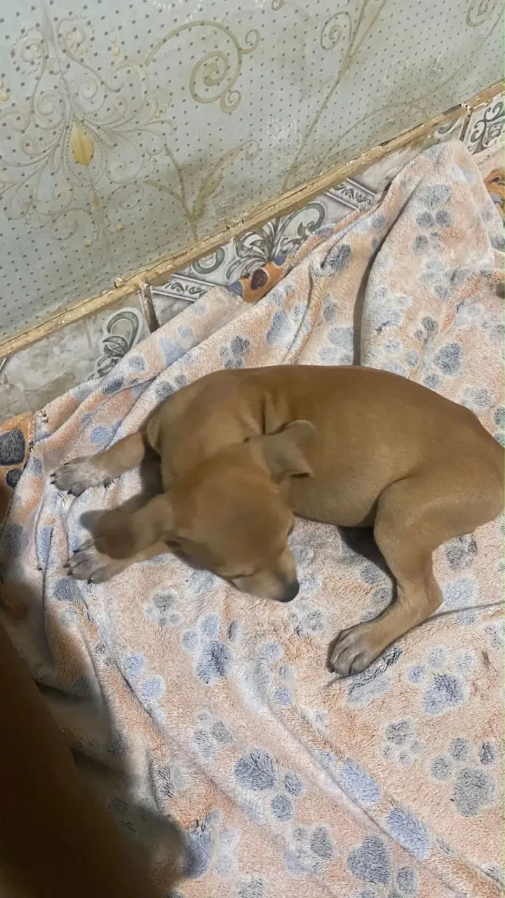 Doação de cachorro  - Foto 3