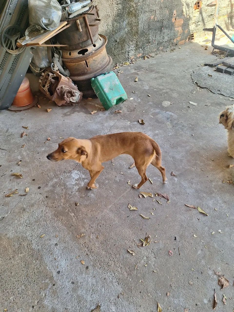 Doação de cachorros  - Foto 2