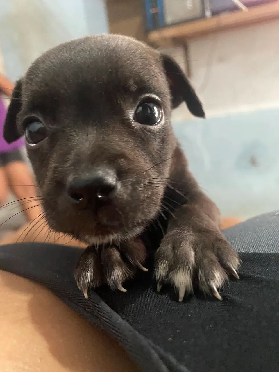 Cachorro filho de pitbull com vira lata