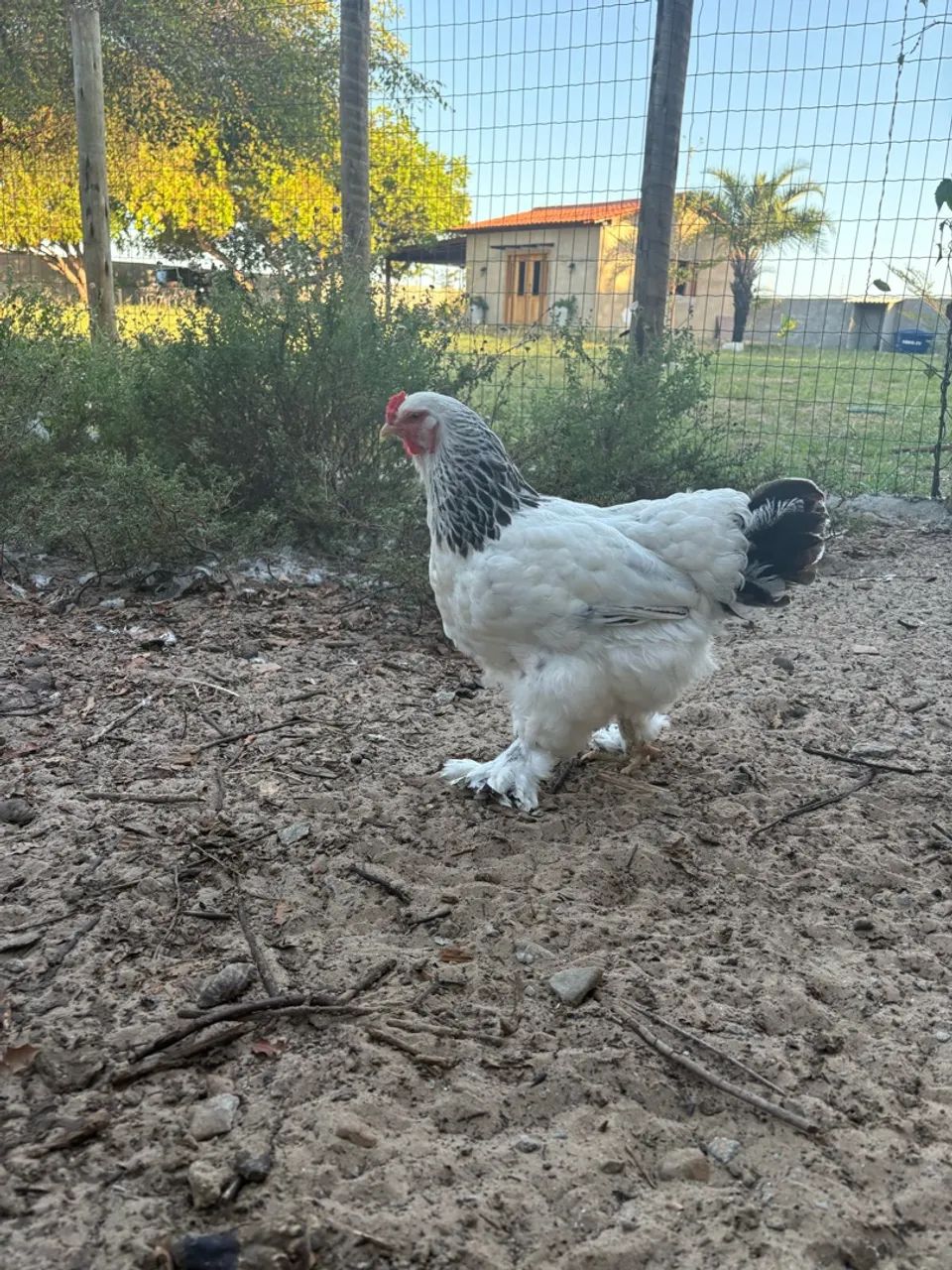 Pintinho de Brahma - Foto 5