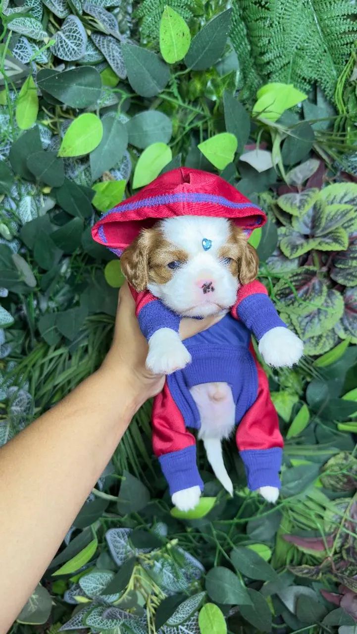 Cavalier King machinho top