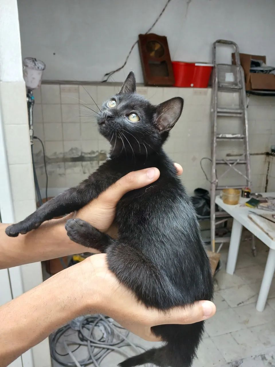 Gato macho filhote. - Foto 2
