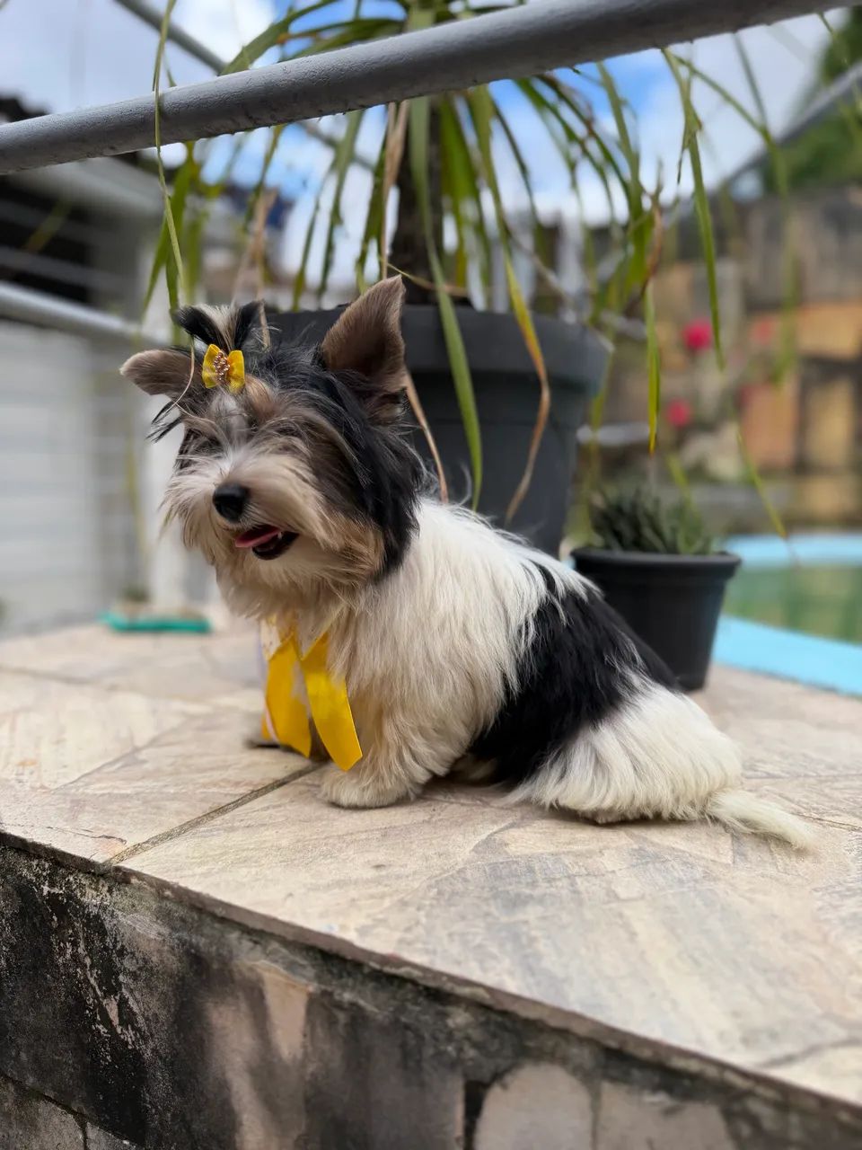 Filhotes Biewer Terrier  - Foto 5