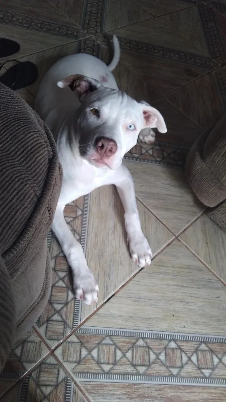 Cachorro  - Foto 2