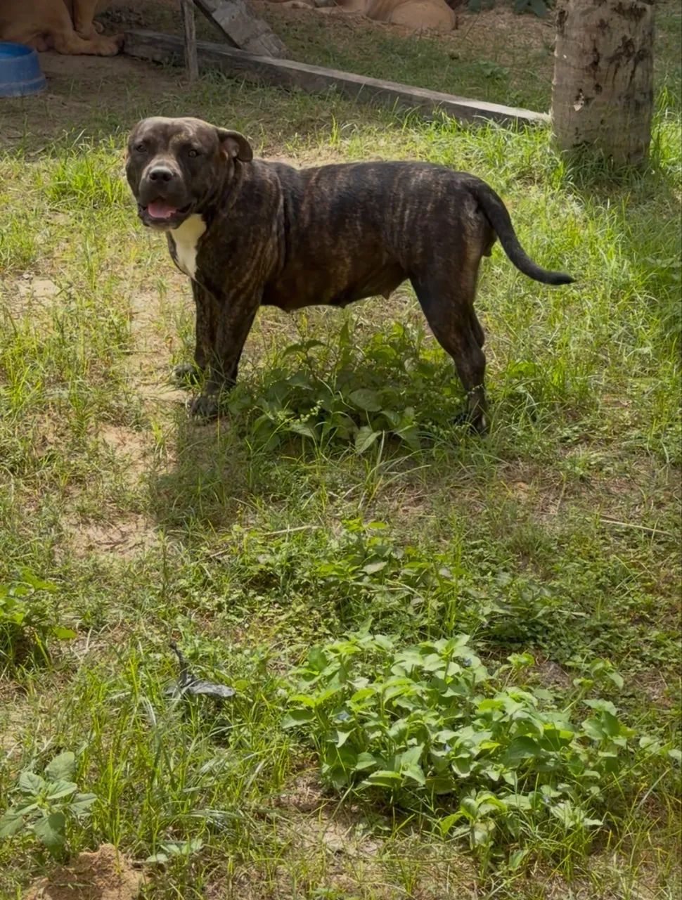 American Bully - Foto 3