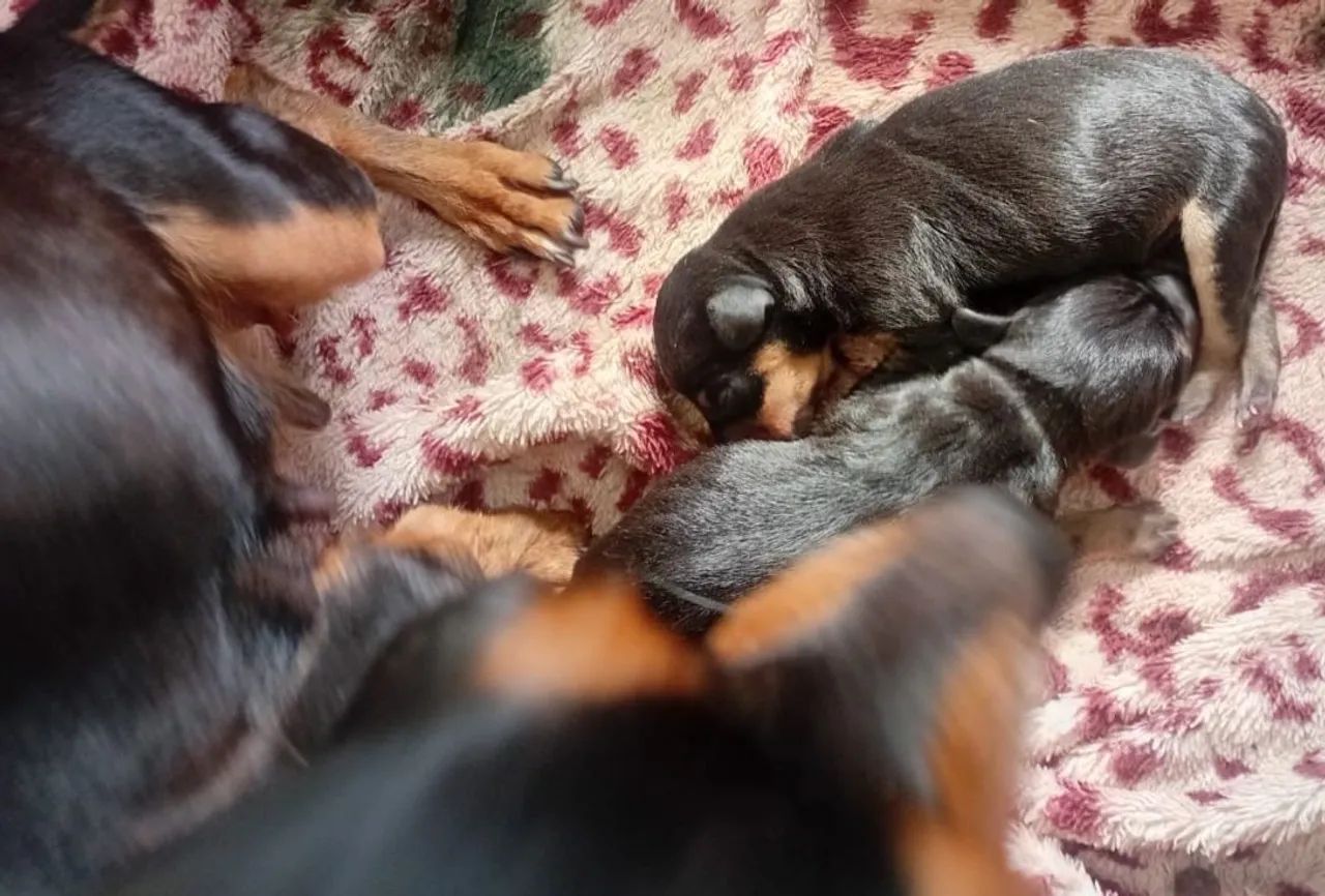 filhote de pinscher  - Foto 4