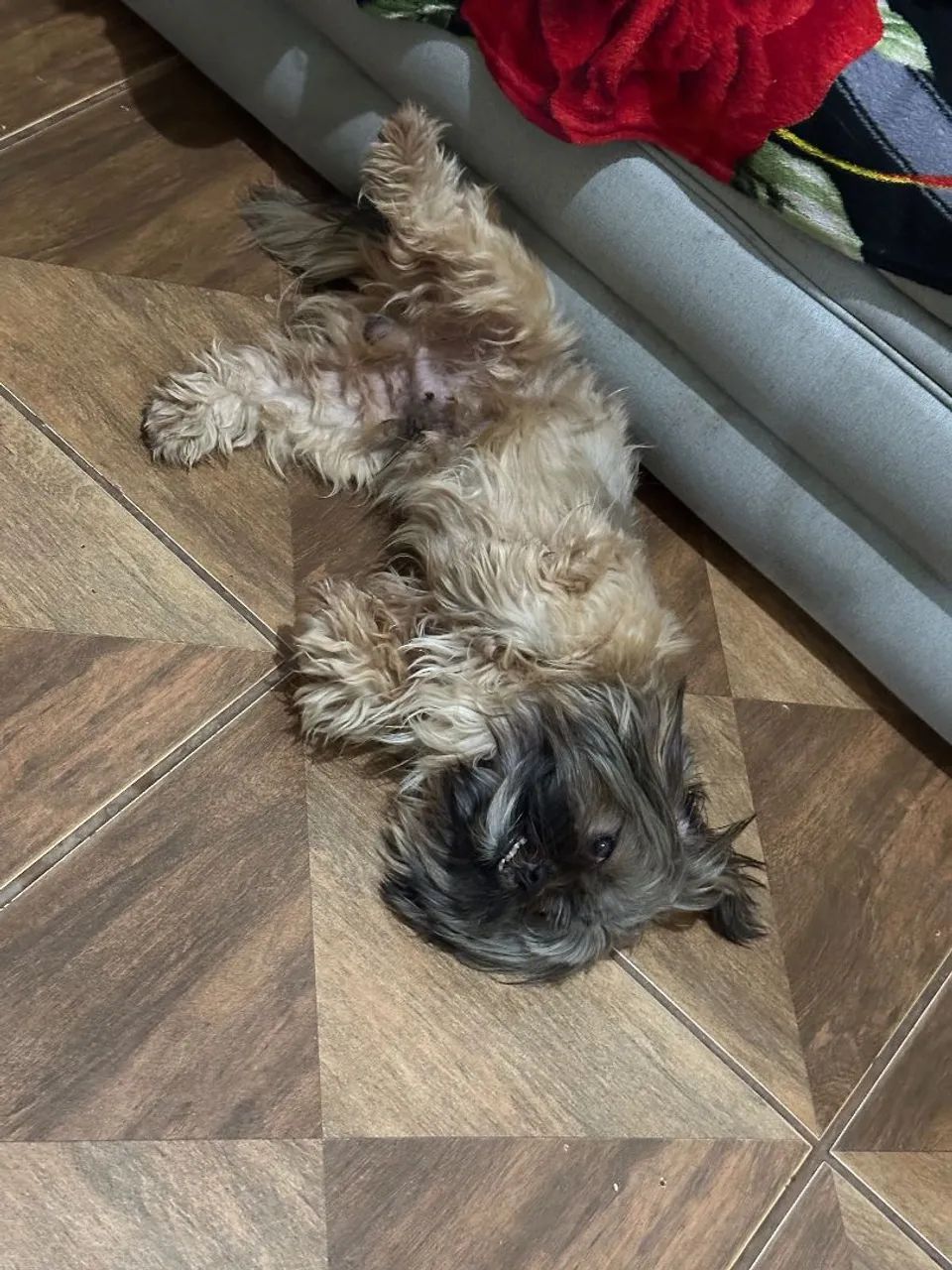 Doando 1 Shitzu Macho, Muito Dócil e Ama Crianças.