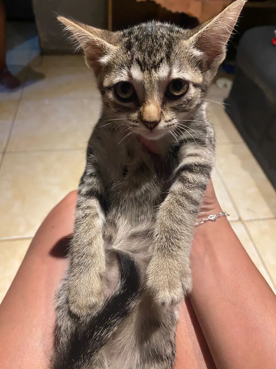 Doação de gatos - Foto 4