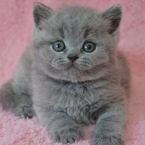British Shorthair Filhotes de Gatos