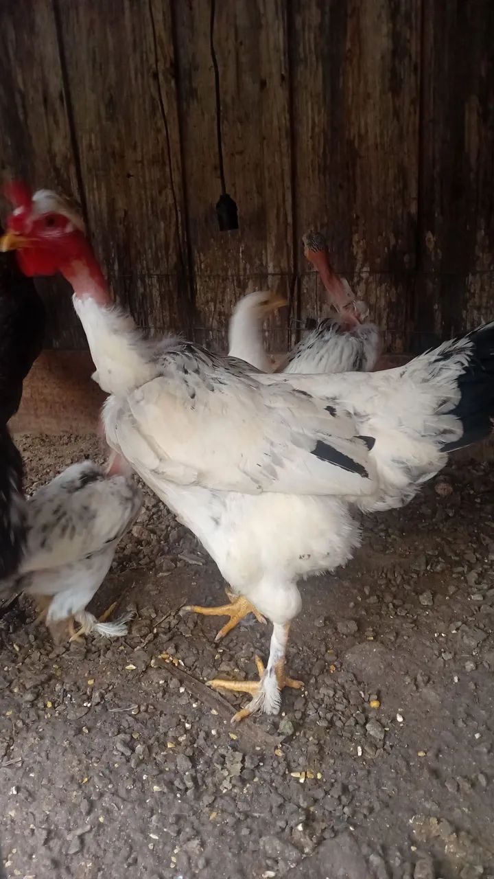 Galinha pescoço pelado