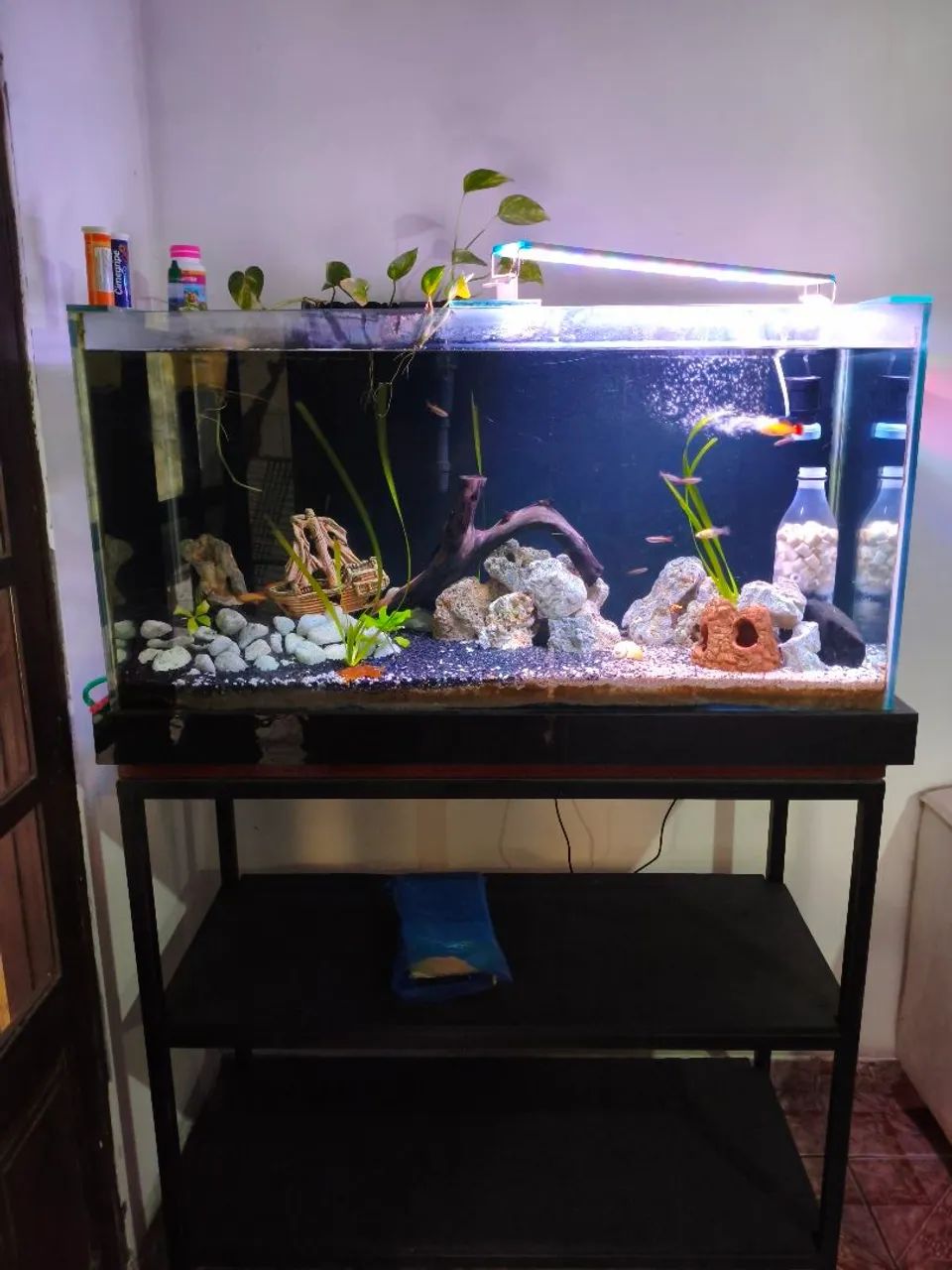 Aquário completo  - Foto 2