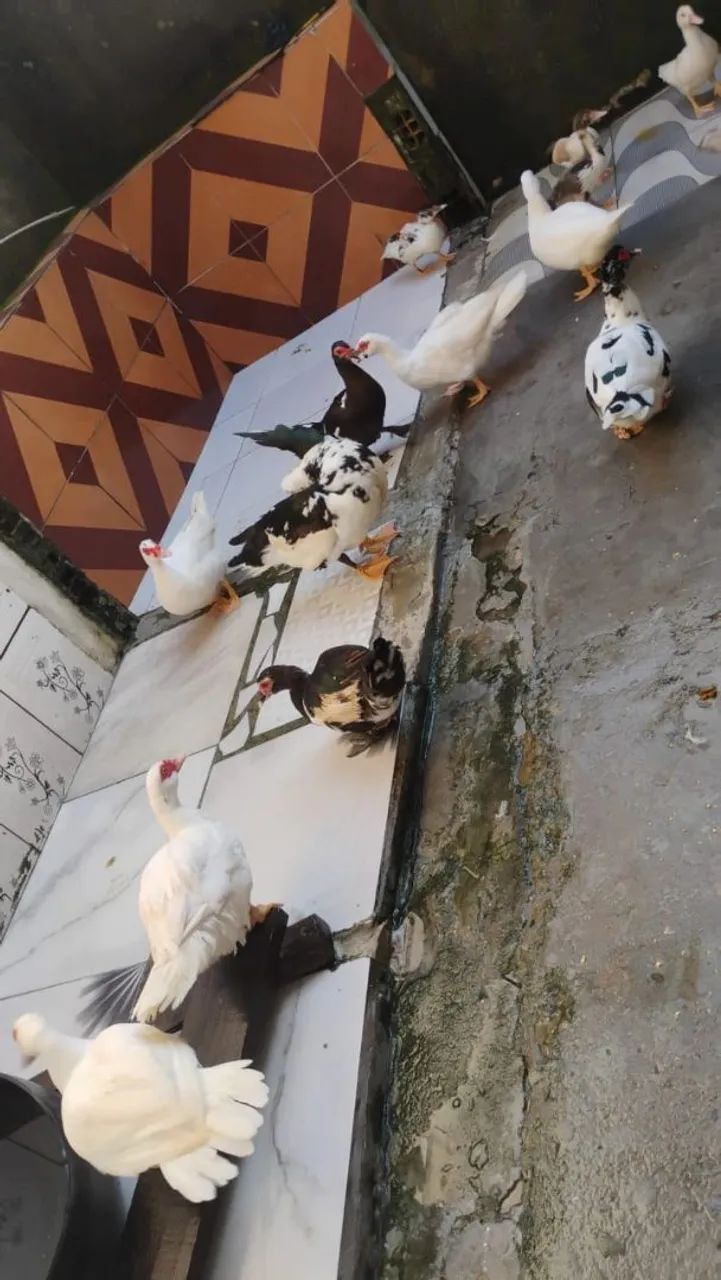 Patos 