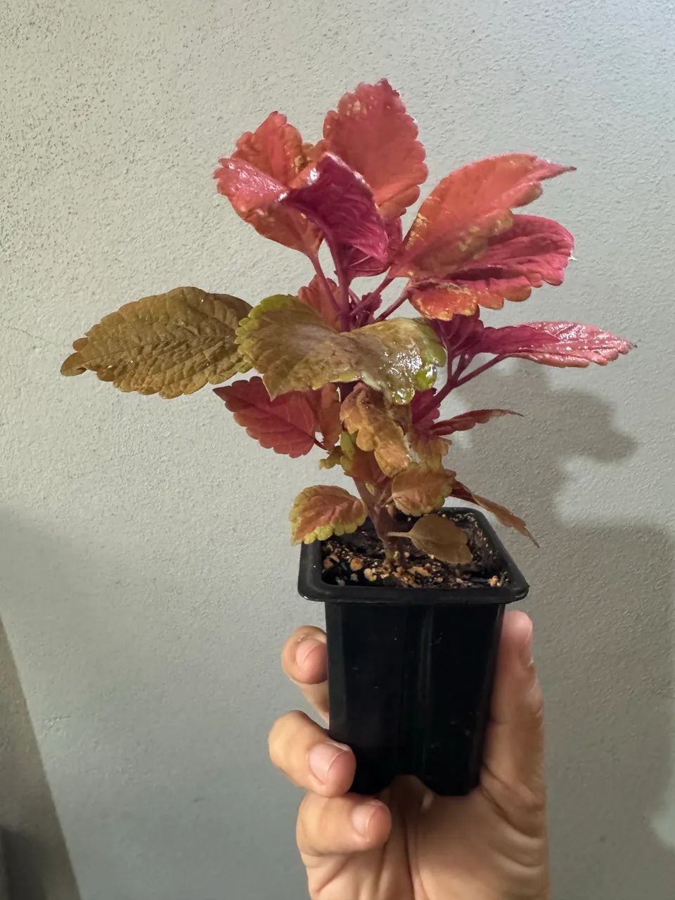 Muda coleus vermelho - Foto 3