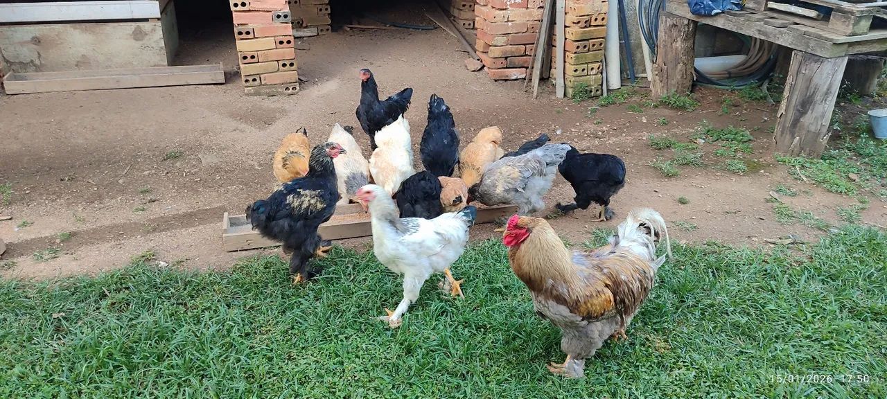 FRANGOS DA RAÇA BHRAMA  - Foto 6