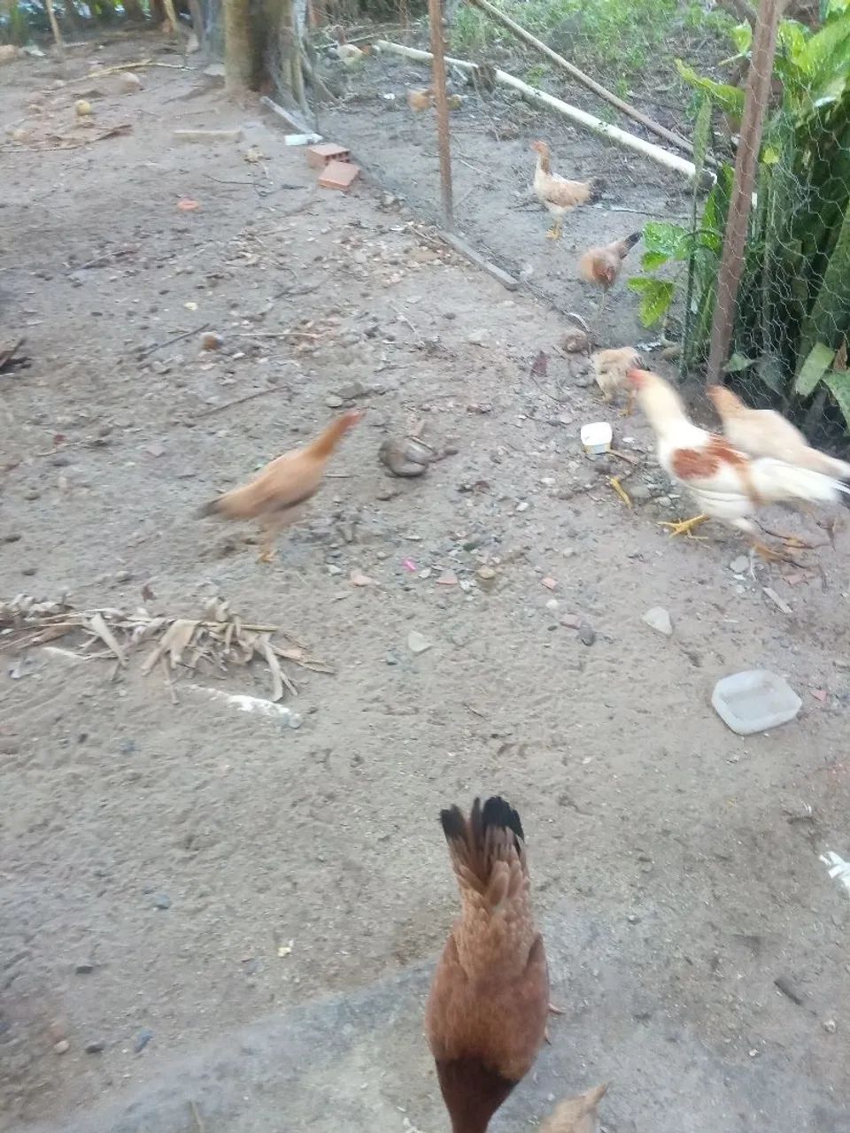Galinhas de capoeira no precinho  - Foto 4