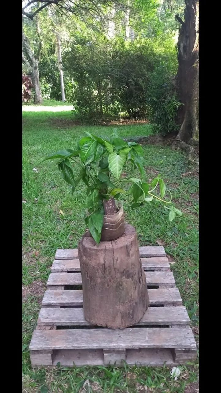Trepadeira Singnônio 