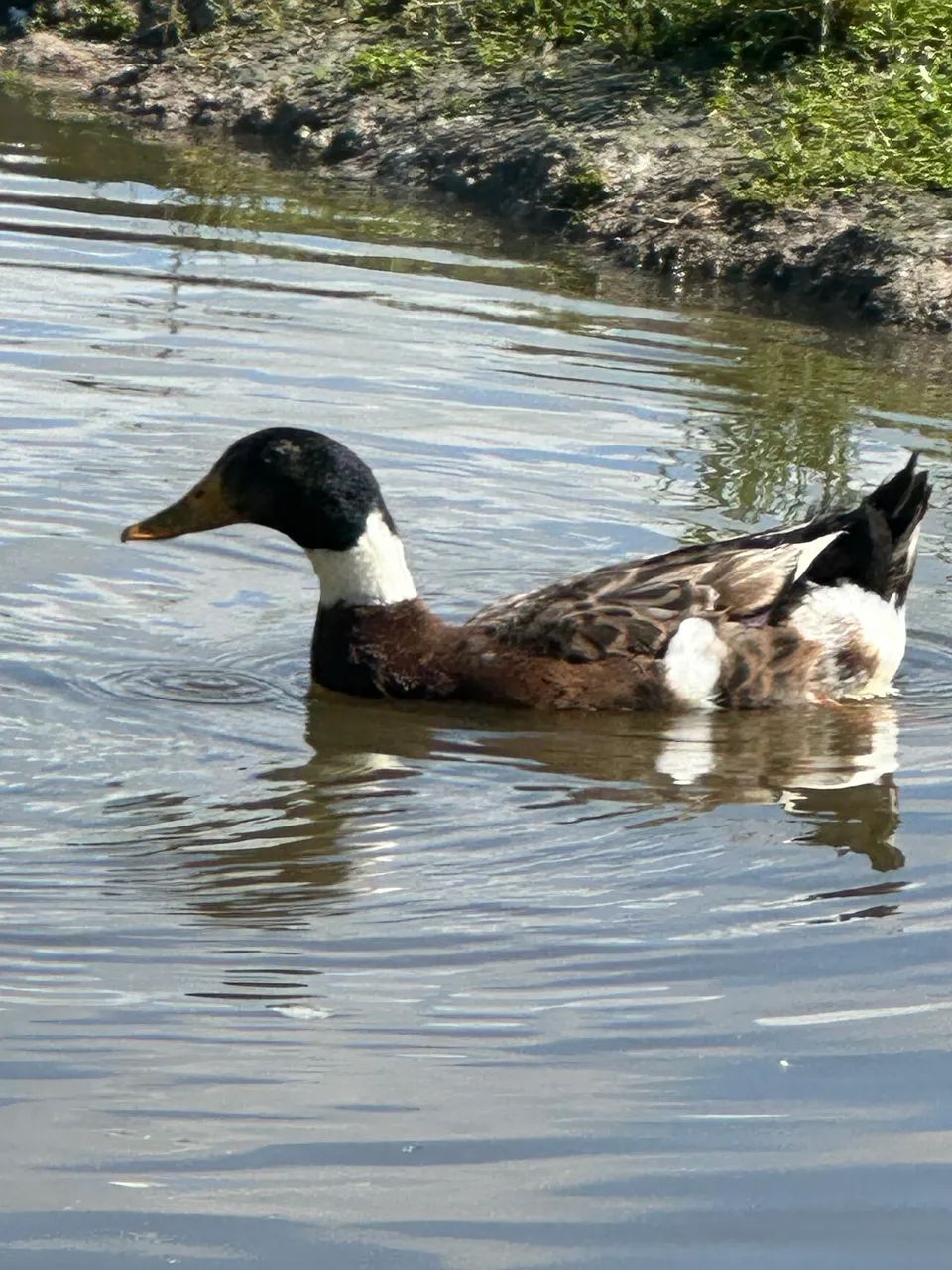 Pato  - Foto 2