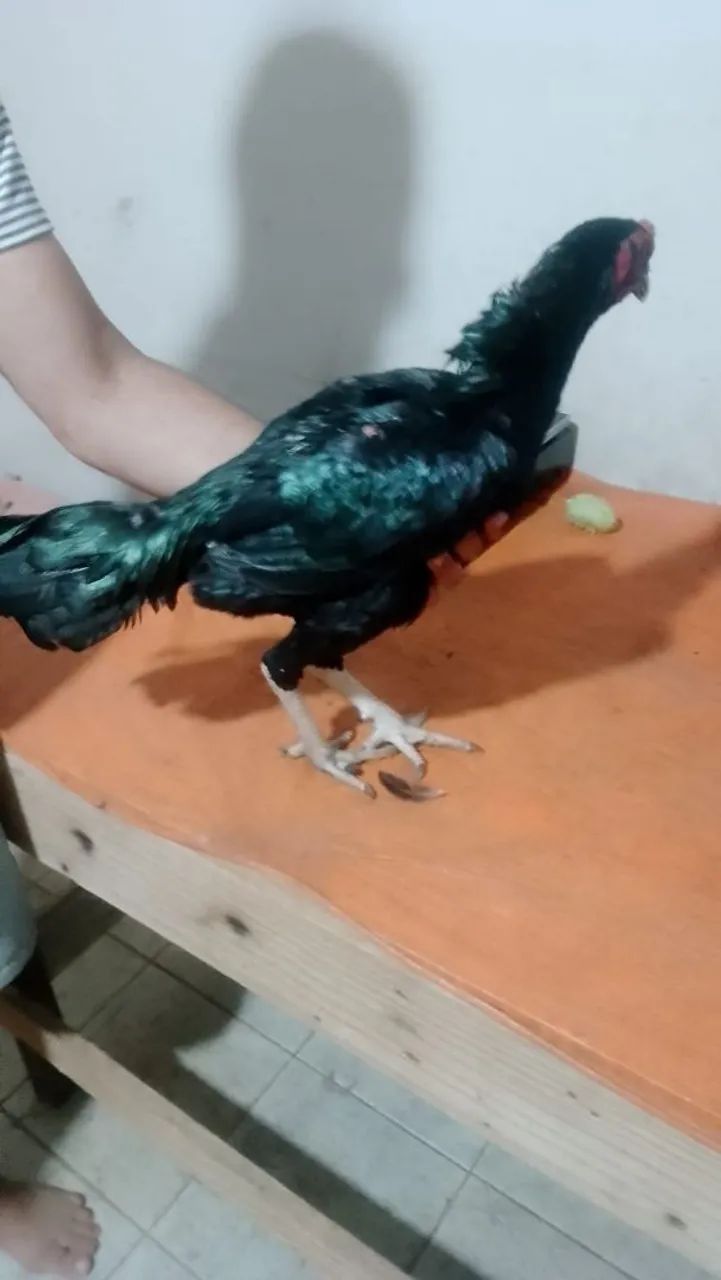 6 frango - Foto 2