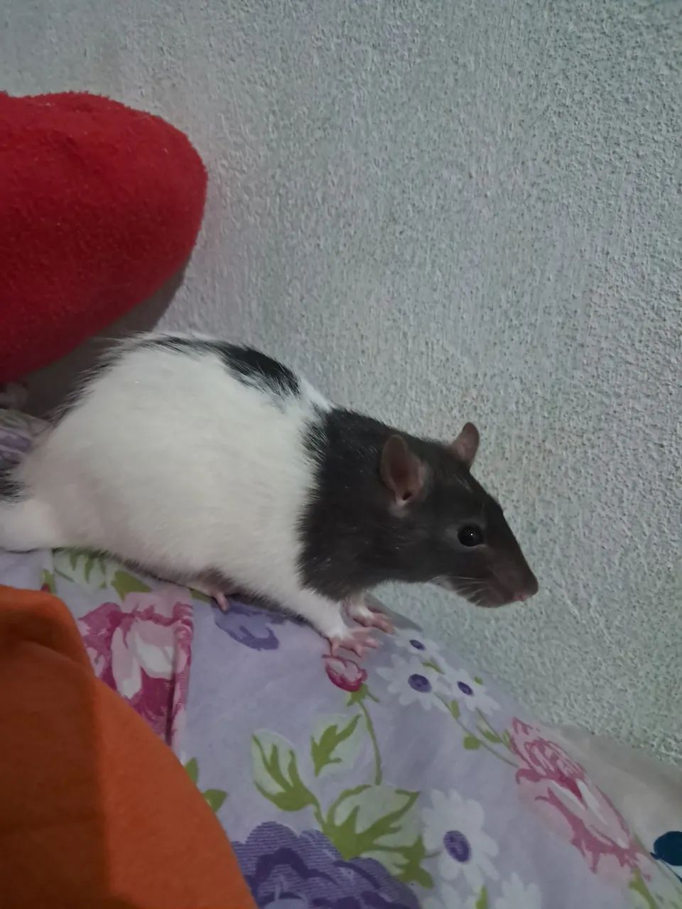 RATO TWISTER 