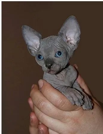 Sphynx - Foto 2