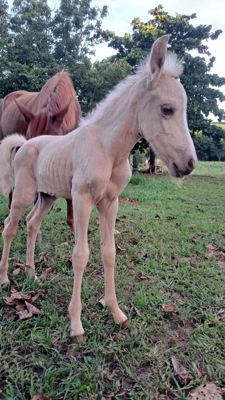 Égua com Potrinha  - Foto 4