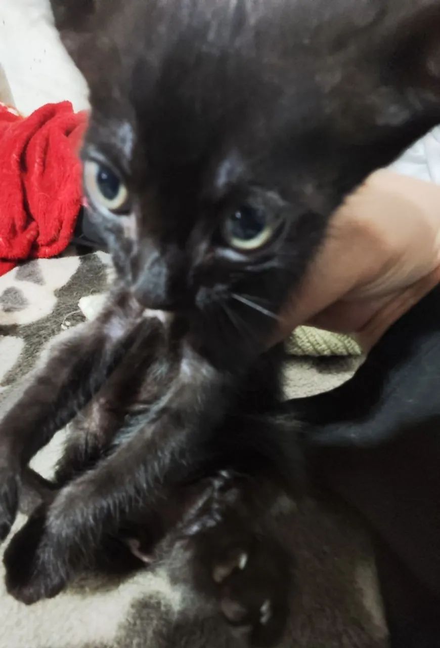 Doa-se lindos nenéns 