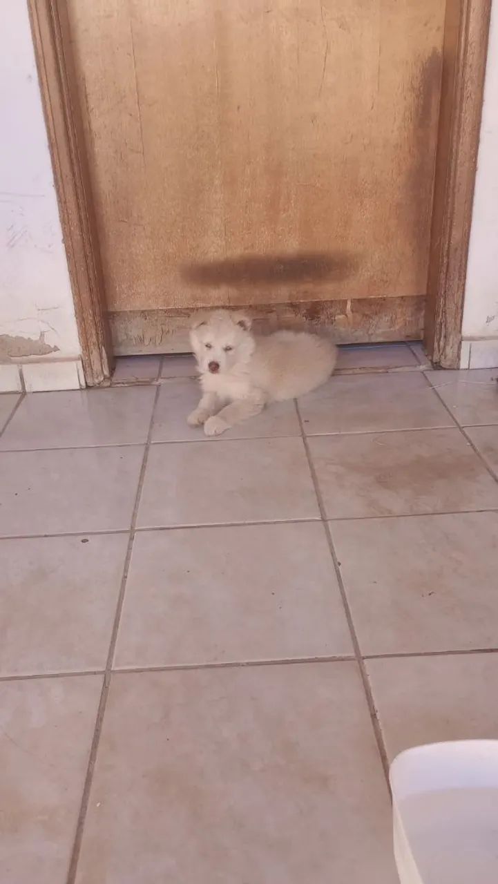 Cachorro Husky siberiano  - Foto 5