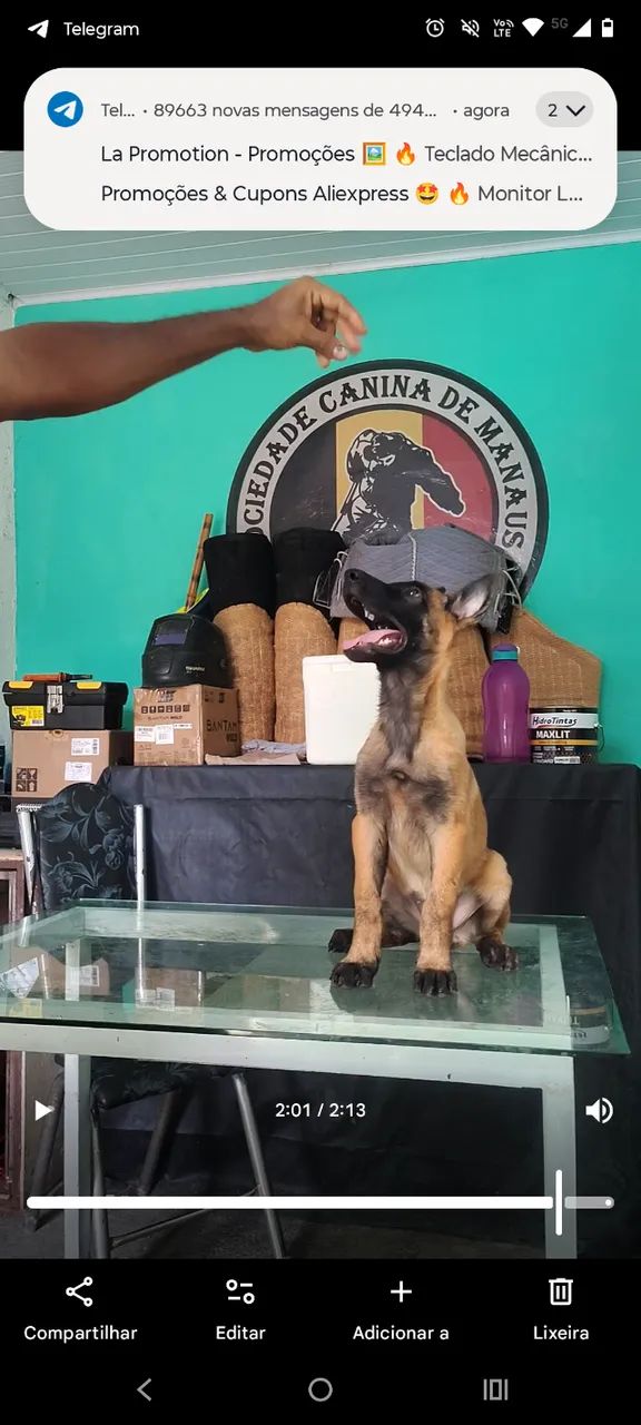 Pastor Belga Malinois 