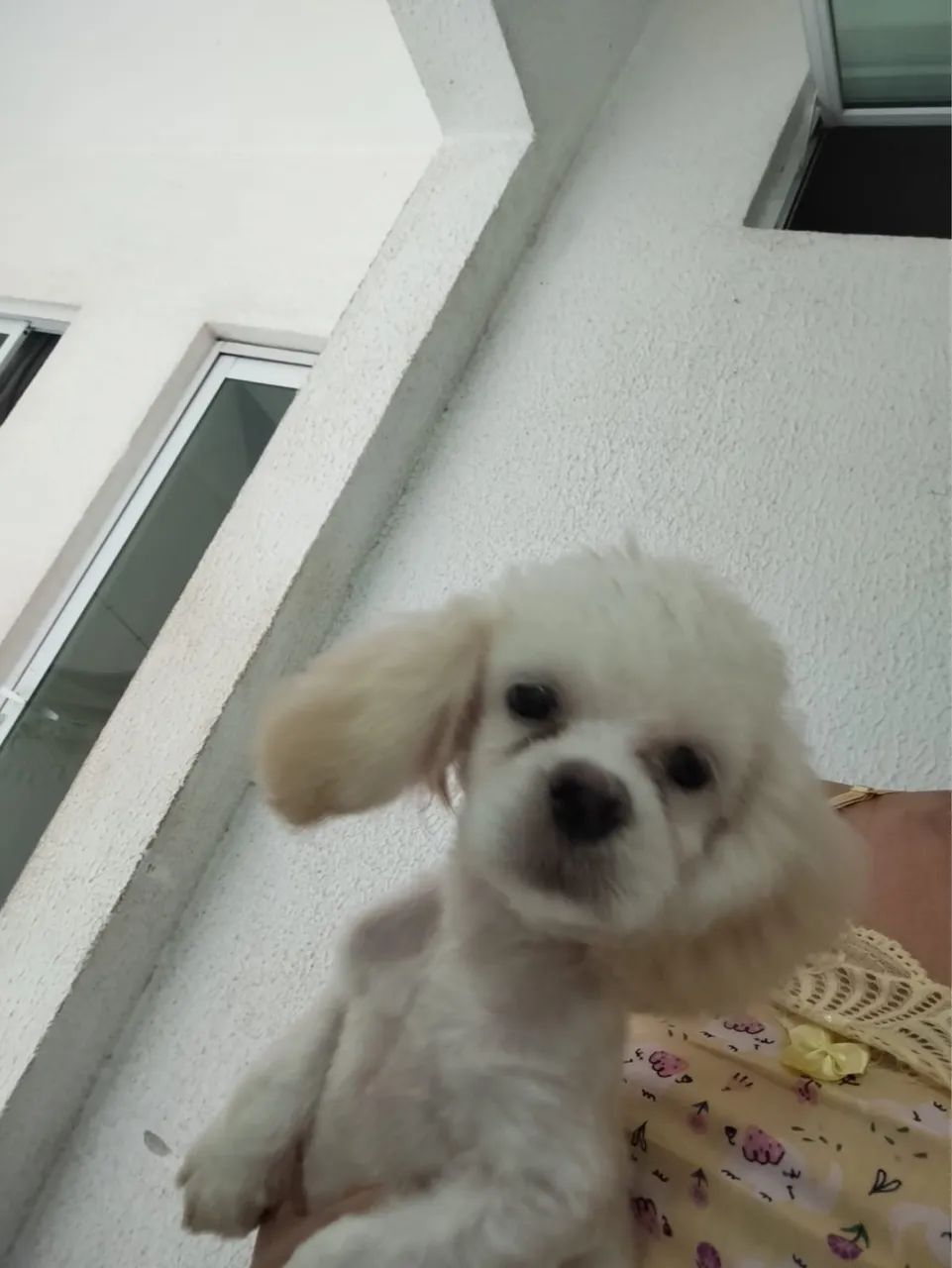 Poodle Fêmea - Foto 2