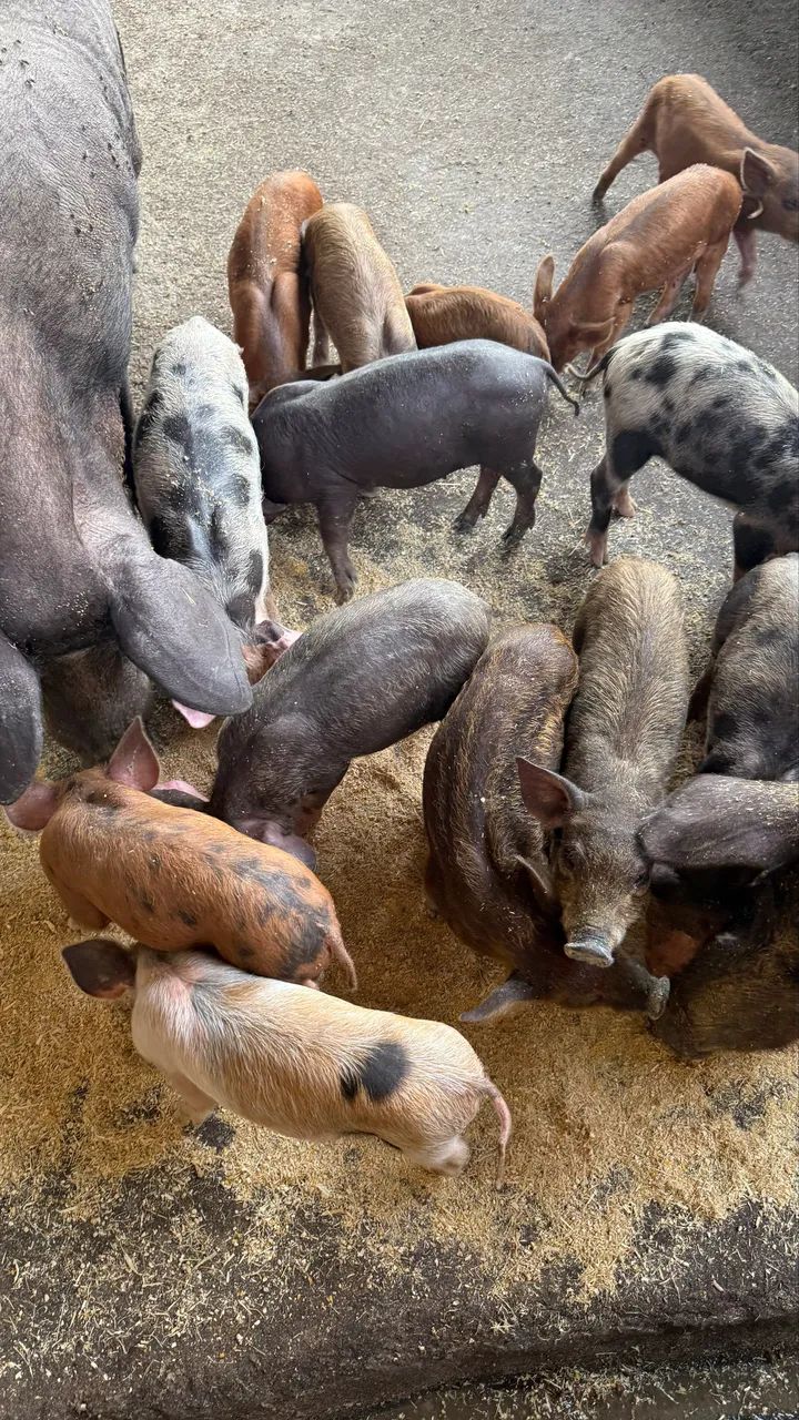 Leitões e Leitoas a partir de 170,00 - Foto 4