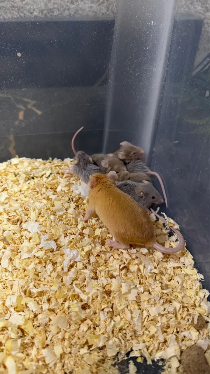 Filhotes de Topolino  - Foto 2