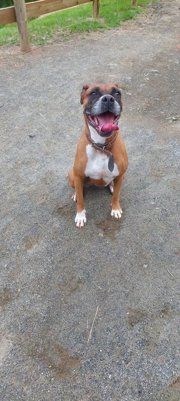 Cachorro boxer - Foto 4