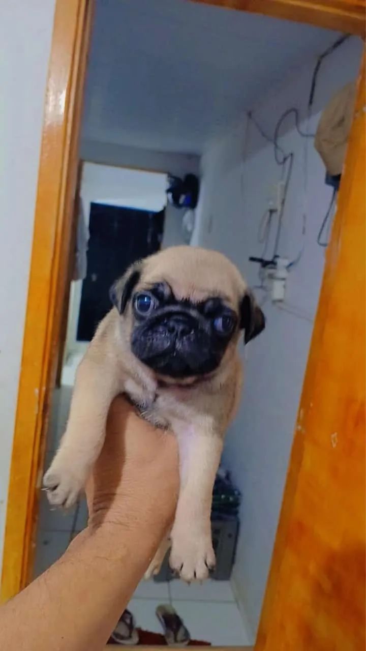 Cachorro 