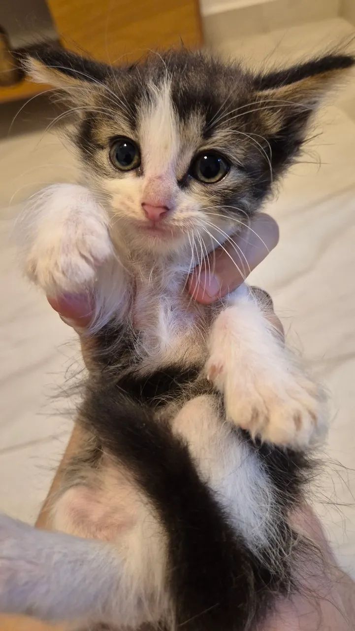 Gatos - Foto 3