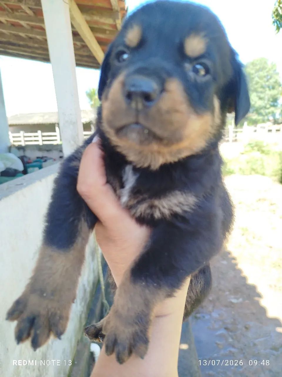 Rottweiler 